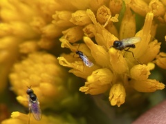 Mythicomyiidae