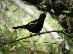 Cacicus chrysopterus