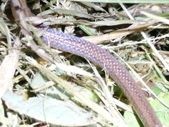 Atractus trilineatus