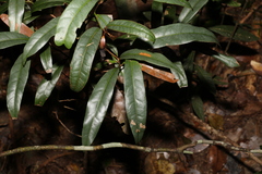 Beilschmiedia elliptica