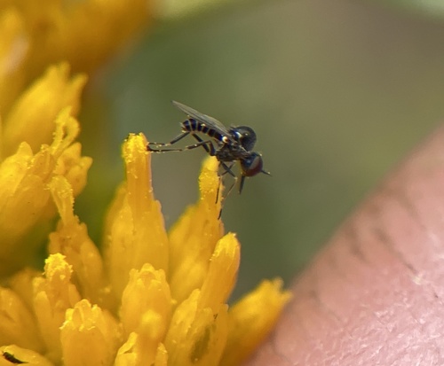 Mythicomyia observed 2022-10-12