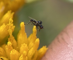 Mythicomyiidae