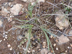 Lomandra effusa