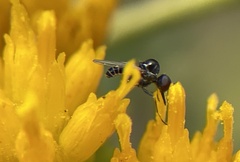 Mythicomyiidae