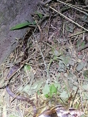 Leptodeira ashmeadii