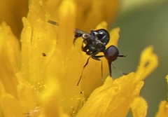 Mythicomyiidae