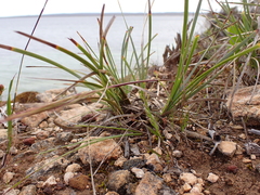 Lomandra effusa