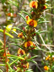Mirbelia pungens