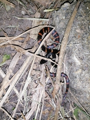 Oxyrhopus petolarius