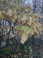 Morus rubra