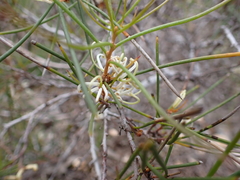 Hakea rugosa