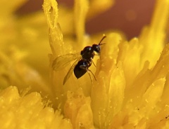 Cynipoidea