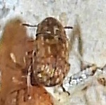 Anthribidae