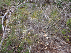 Hakea rugosa