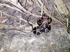 Oxyrhopus petolarius