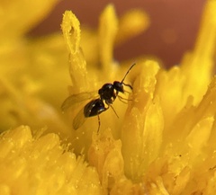Cynipoidea