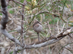 Hakea rugosa
