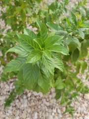 Cephalanthus occidentalis