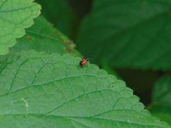 Lemini