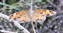 Phyciodes phaon