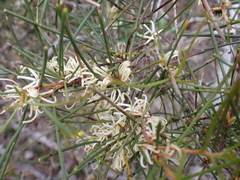 Hakea rugosa
