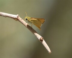 Copaeodes aurantiaca