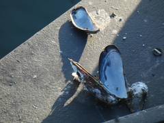 Mytilus californianus