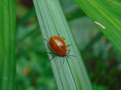 Ellipticus testaceus