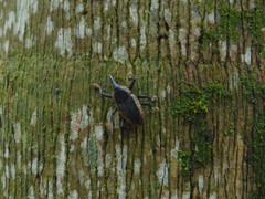 Homalinotus deplanatus