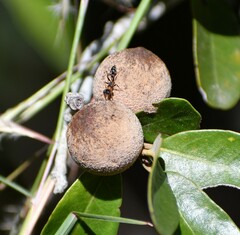 Disholcaspis cinerosa
