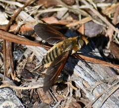 Poecilanthrax lucifer