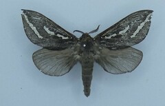 Abantiades atripalpis