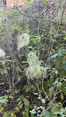 Clematis drummondii