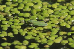 Draeculacephala inscripta