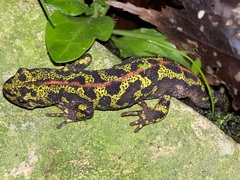 Triturus marmoratus