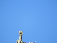 Acroscyphus sphaerophoroides