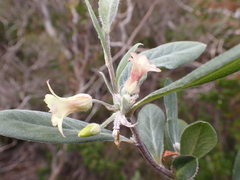 Billardiera sericophora