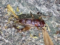 Teleogryllus mitratus