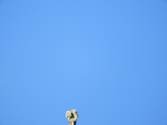 Acroscyphus sphaerophoroides