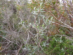 Billardiera sericophora