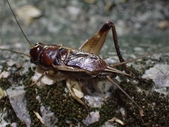 Teleogryllus mitratus