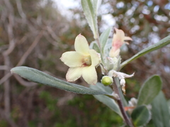 Billardiera sericophora