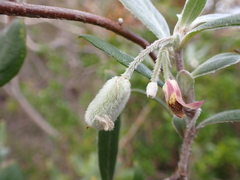 Billardiera sericophora