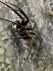 Kukulcania hibernalis