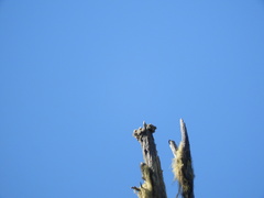 Acroscyphus sphaerophoroides