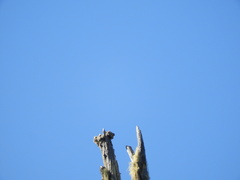 Acroscyphus sphaerophoroides