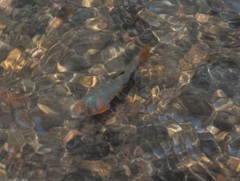 Cyprinella lutrensis