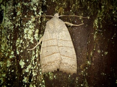 Eupsilia quadrilinea