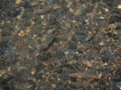 Cyprinella lutrensis