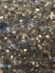 Cyprinella lutrensis